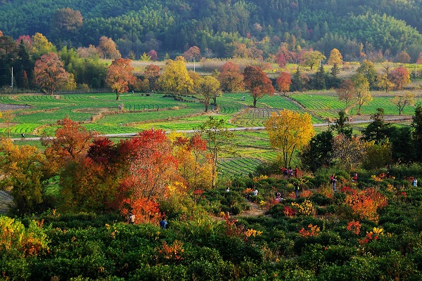 11月份適合去哪里旅游好?十一月份哪里人比較少