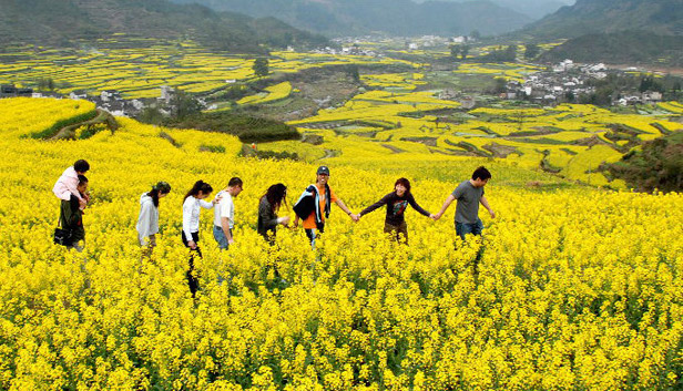 2015年婺源賞油菜花攻略