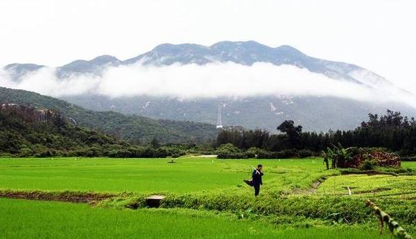 上川島茶灣