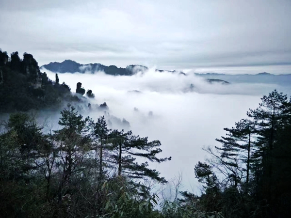 張家界天子山春日云海如水墨仙境