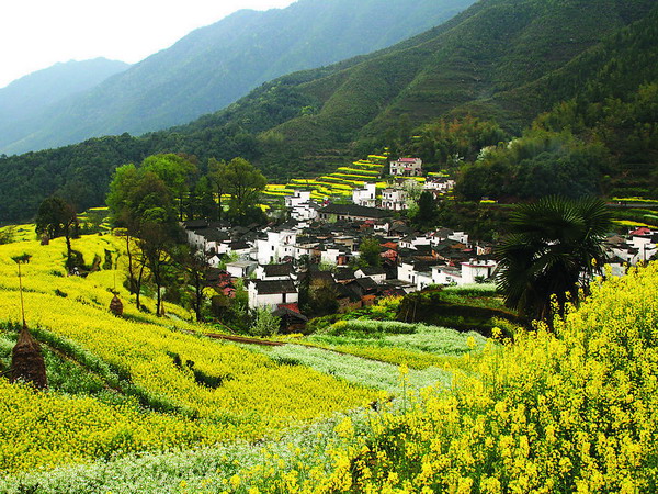 長(zhǎng)沙到婺源旅游,長(zhǎng)沙到婺源油菜花、景德鎮(zhèn)最美