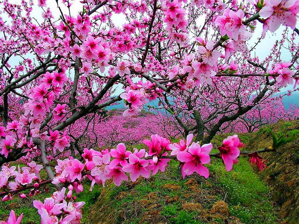 長沙到湘西邊城茶峒、酉陽桃花源2日游旅游團(tuán)