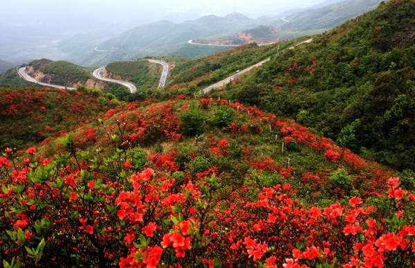 城步南山牧場映山紅觀賞區(qū)