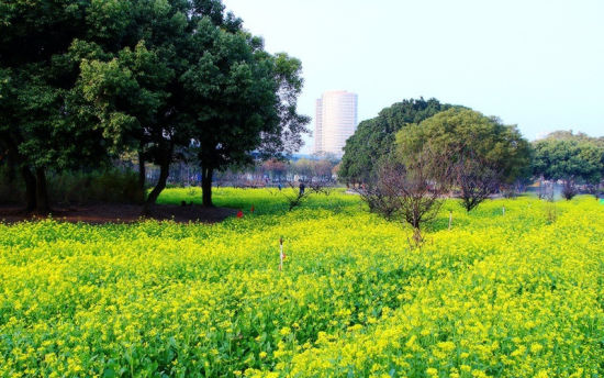 忠侖公園油菜花