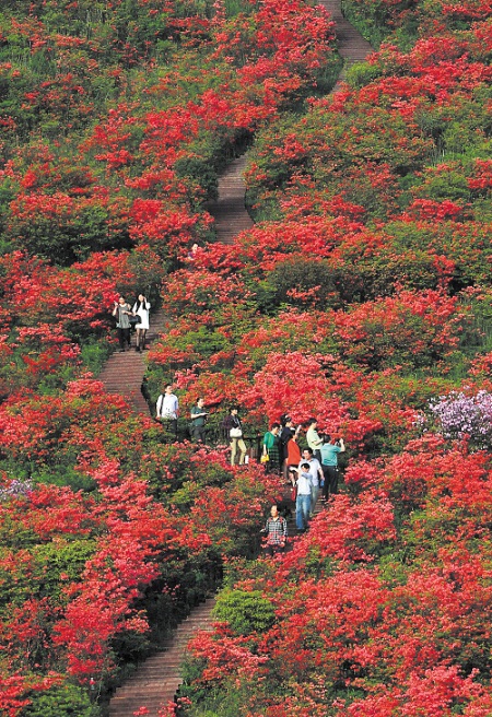 五月份長沙周末去哪兒好玩？看大圍山杜鵑花海