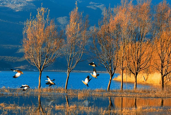 拉市海濕地公園