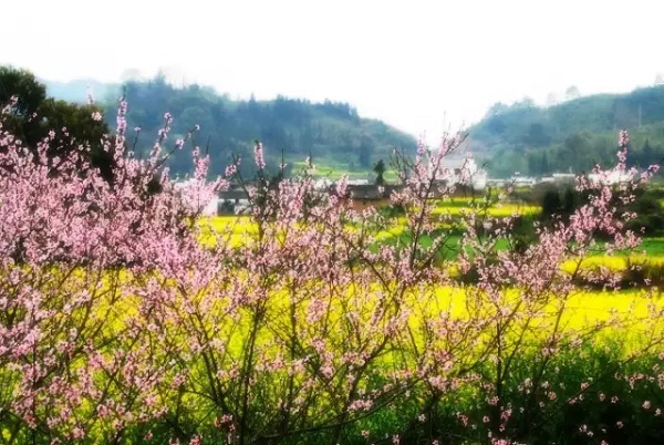 長沙到瀏陽周洛大峽谷踏青賞花一日游