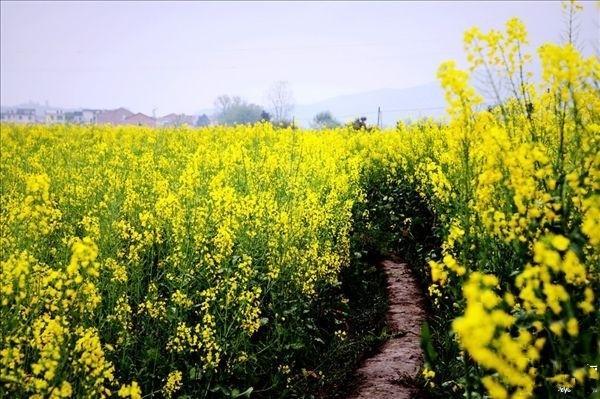 長沙到瀏陽高坪賞油菜花一日游