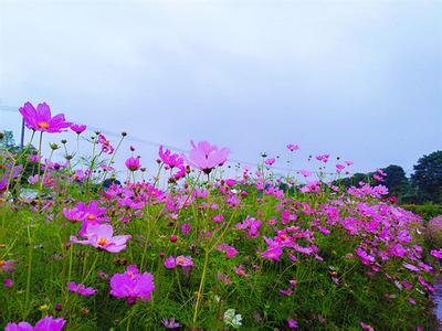 望城茶亭花海