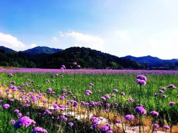 大圍山香薰花海