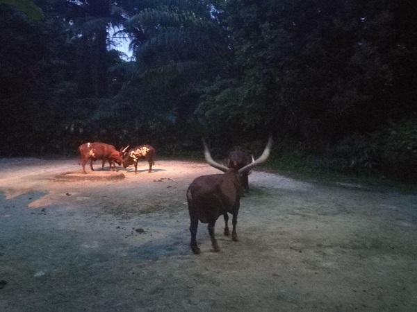 新加坡夜間野生動物園好玩嗎?新加坡動物園有什么好看的動物