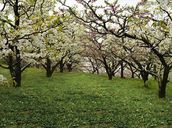 什川梨園幾月份去看梨花最好?蘭州什川梨園什么時候開花